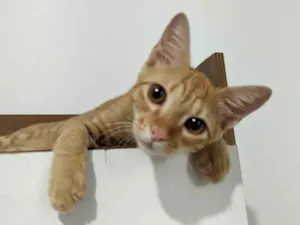 Gato raça SRD-ViraLata idade 2 a 6 meses nome Robert 