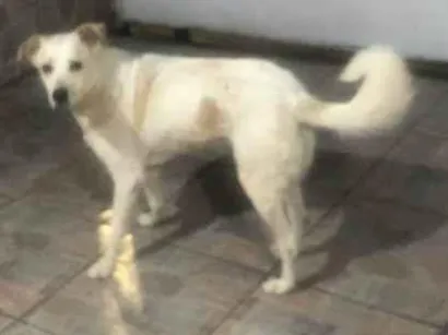 Cachorro raça SRD-ViraLata idade 2 a 6 meses nome Falar com Raquel - Whats 11 91047-1910