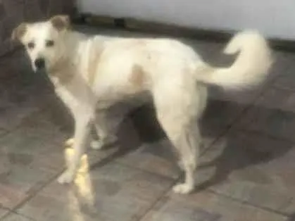 Cachorro raça SRD-ViraLata idade 2 a 6 meses nome Falar com Raquel - Whats 11 91047-1910