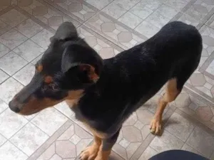 Cachorro raça SRD-ViraLata idade 2 a 6 meses nome Falar com Kevyn - Whats 11 91967-6744