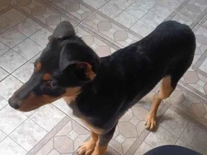 Cachorro raça SRD-ViraLata idade 2 a 6 meses nome Falar com Kevyn - Whats 11 91967-6744