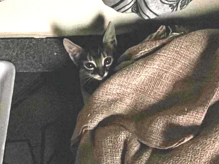 Gato raça SRD-ViraLata idade Abaixo de 2 meses nome Gatinha