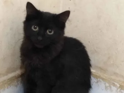 Gato raça SRD-ViraLata idade 2 a 6 meses nome Aika