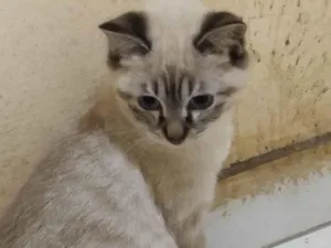 Gato raça SRD-ViraLata idade Abaixo de 2 meses nome Ayra