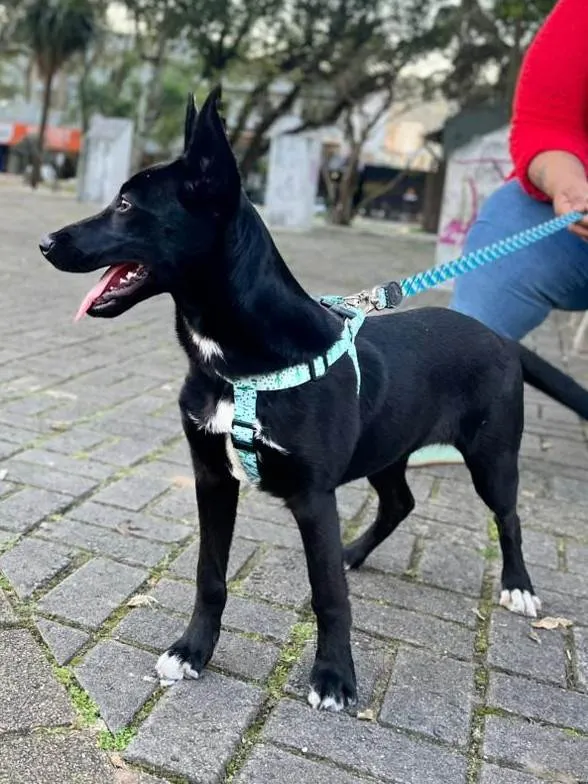 Cachorro ra a SRD-ViraLata idade 7 a 11 meses nome Maya