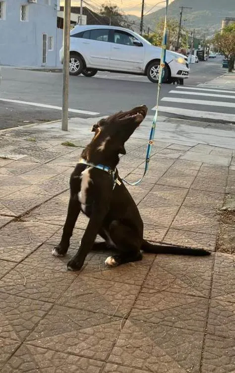 Cachorro ra a SRD-ViraLata idade 7 a 11 meses nome Maya