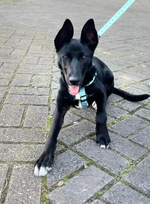 Cachorro ra a SRD-ViraLata idade 7 a 11 meses nome Maya
