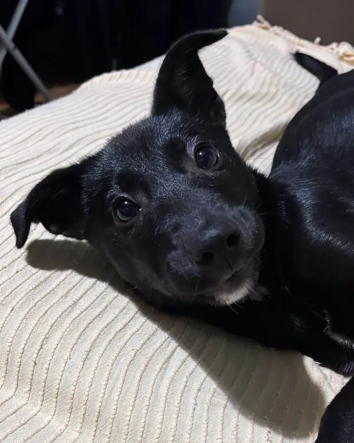 Cachorro ra a SRD-ViraLata idade 7 a 11 meses nome Maya