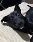 Maya