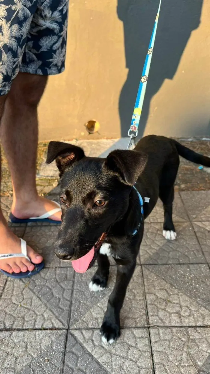 Cachorro ra a SRD-ViraLata idade 7 a 11 meses nome Maya