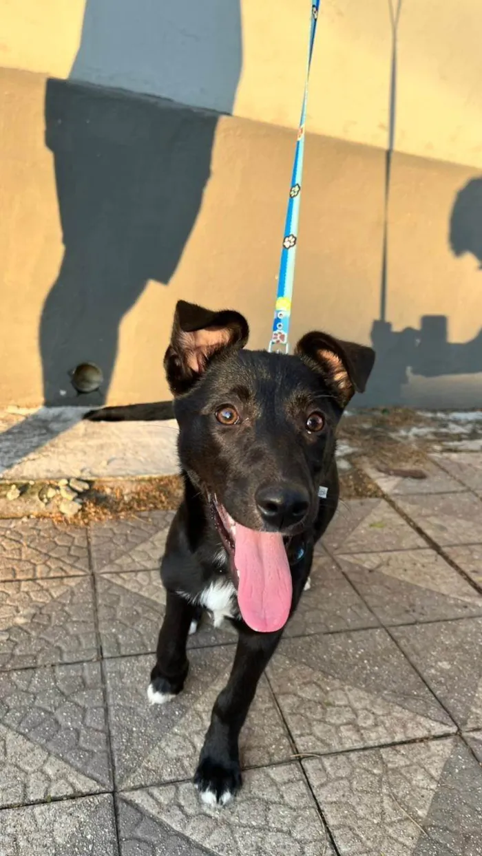 Cachorro ra a SRD-ViraLata idade 7 a 11 meses nome Maya