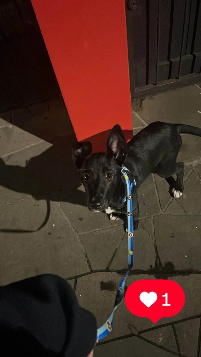 Cachorro ra a SRD-ViraLata idade 7 a 11 meses nome Maya