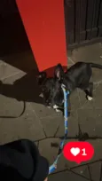 Maya