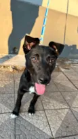 Maya