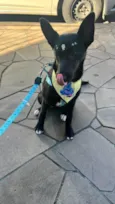 Maya