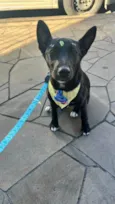 Maya