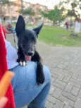 Maya