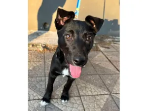 Cachorro raça SRD-ViraLata idade 7 a 11 meses nome Maya