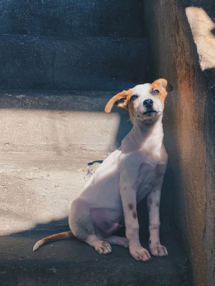 Cachorro ra a SRD-ViraLata idade 2 a 6 meses nome Júpiter 