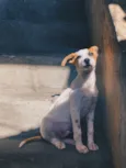 Júpiter