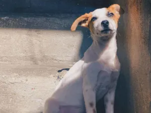 Cachorro raça SRD-ViraLata idade 2 a 6 meses nome Júpiter 