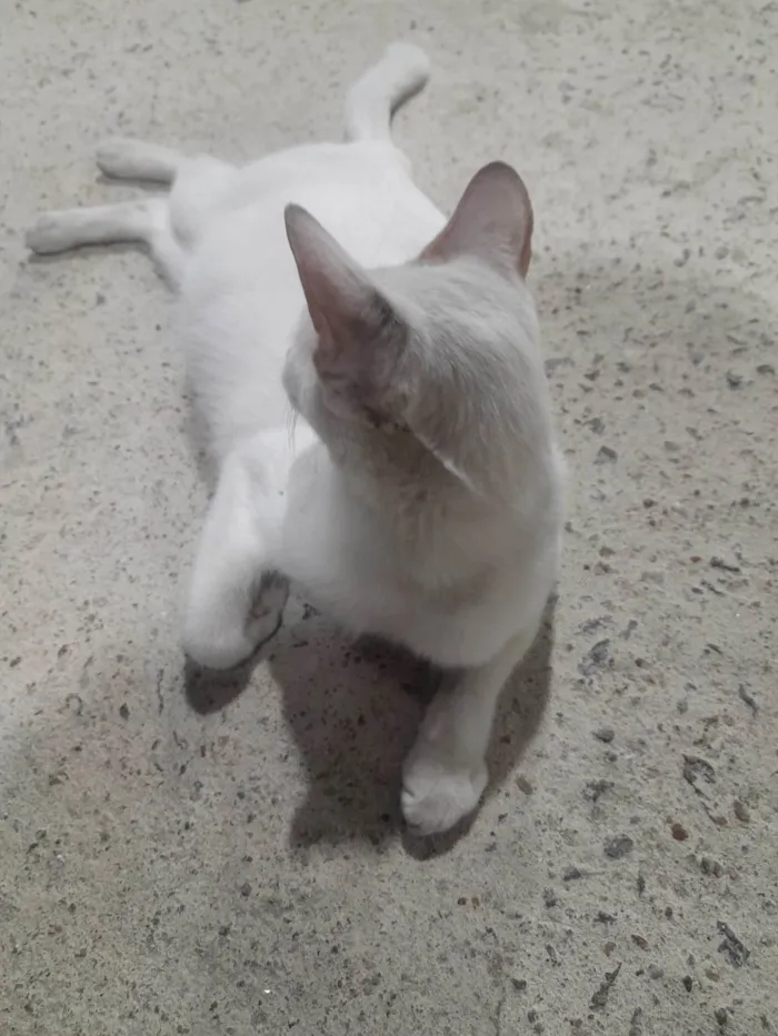 Gato ra a SRD-ViraLata idade 7 a 11 meses nome Dona Branca 