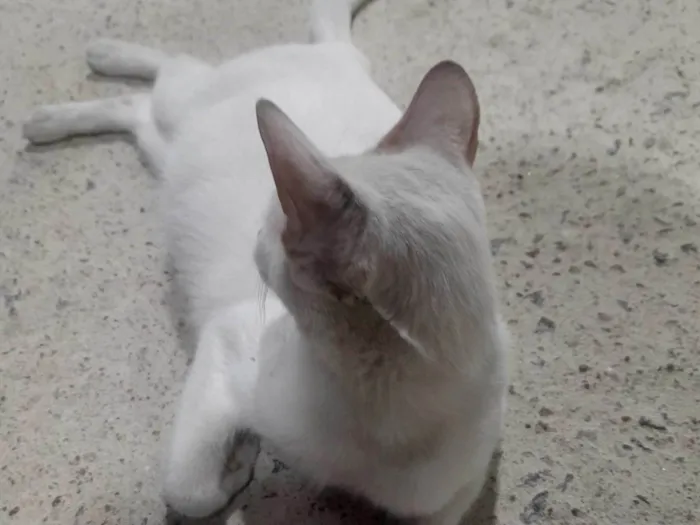Gato ra a SRD-ViraLata idade 7 a 11 meses nome Dona Branca 