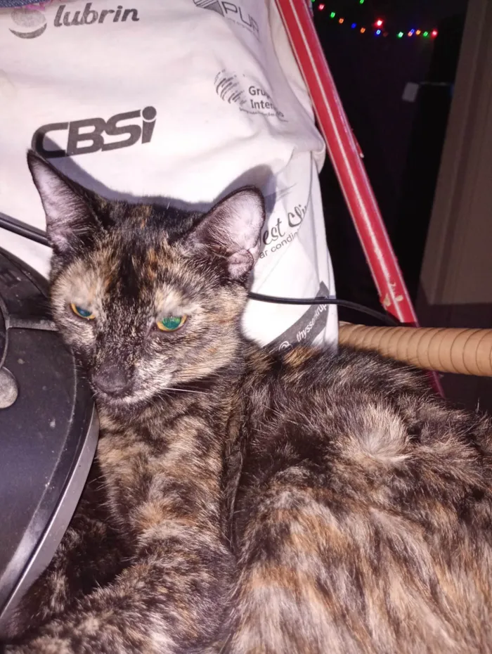 Gato ra a SRD-ViraLata idade 1 ano nome Bela 