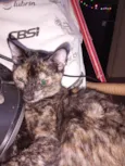 Bela