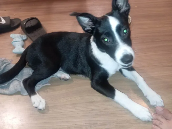 Cachorro ra a SRD-ViraLata idade 2 a 6 meses nome Puma 