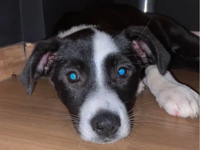Cachorro raça SRD-ViraLata idade 2 a 6 meses nome Puma 