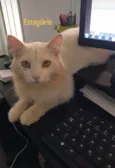 GREG