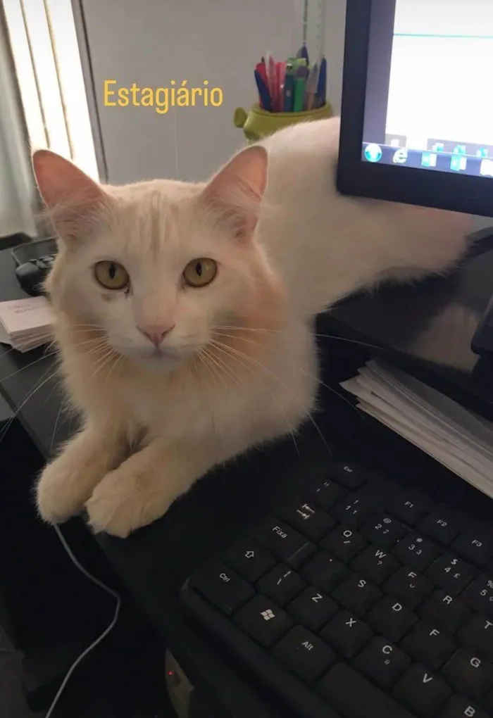 Gato ra a SRD-ViraLata idade 3 anos nome GREG
