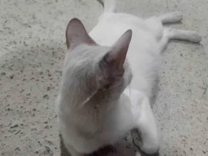 Gato raça SRD-ViraLata idade 7 a 11 meses nome Dona Branca 