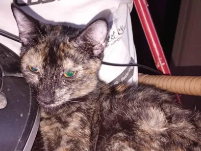 Gato raça SRD-ViraLata idade 1 ano nome Bela 