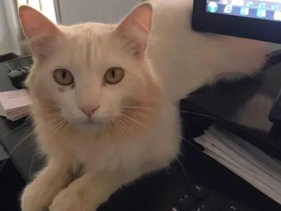 Gato raça SRD-ViraLata idade 3 anos nome GREG