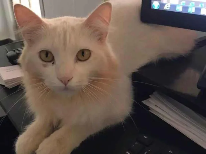 Gato ra a SRD-ViraLata idade 3 anos nome GREG