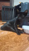 ARYA