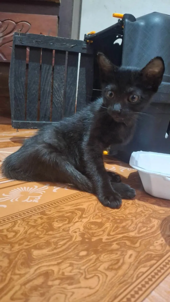 Gato ra a SRD-ViraLata idade 2 a 6 meses nome ARYA