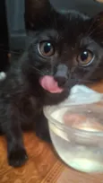 ARYA