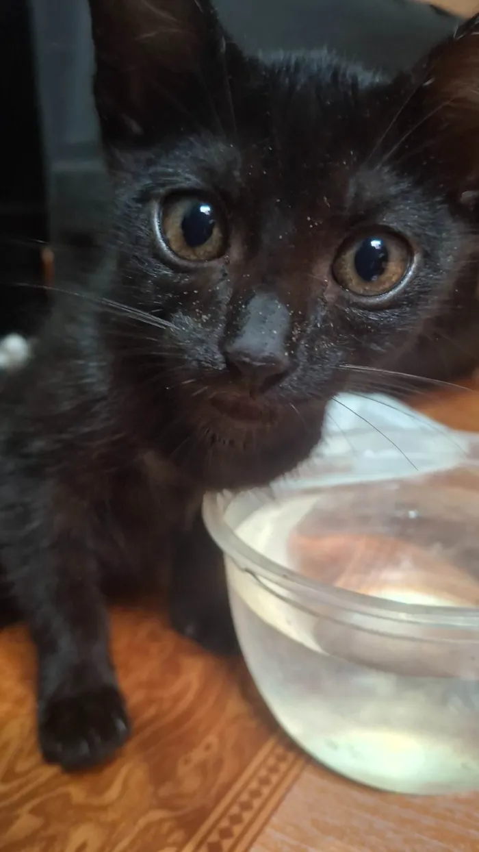 Gato ra a SRD-ViraLata idade 2 a 6 meses nome ARYA