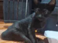 ARYA
