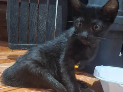 Gato raça SRD-ViraLata idade 2 a 6 meses nome ARYA