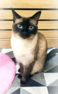 Lua