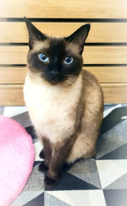 Gato raça Siamês idade 2 anos nome Lua