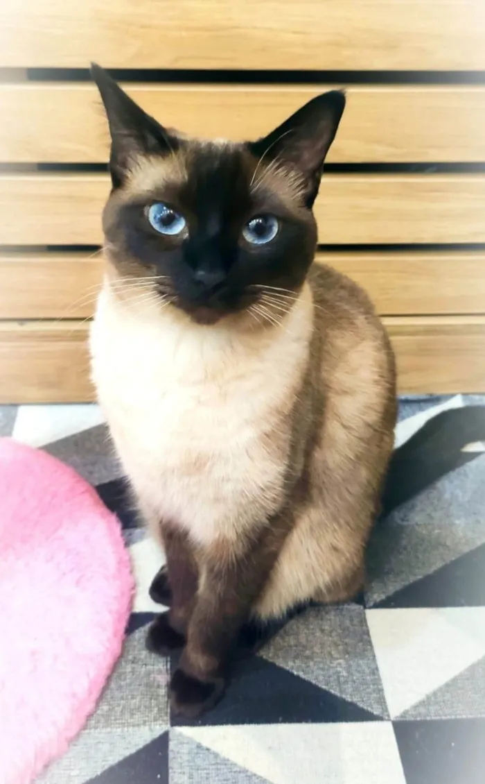 Gato ra a Siamês idade 2 anos nome Lua