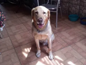 Cachorro raça Labrador idade 6 ou mais anos nome Astro