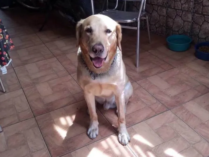 Cachorro ra a Labrador idade 6 ou mais anos nome Astro