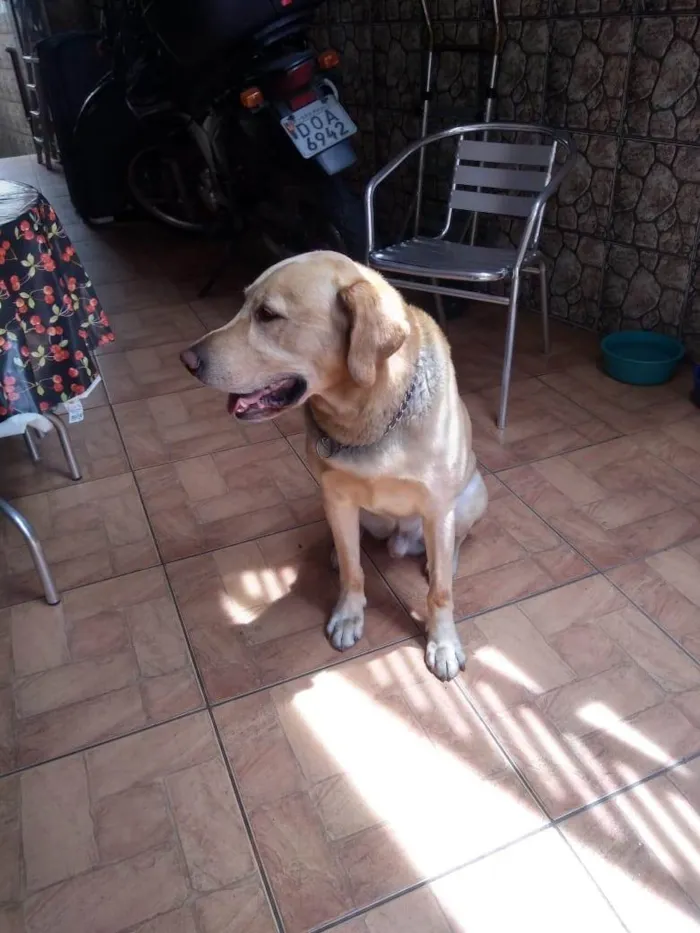 Cachorro ra a Labrador idade 6 ou mais anos nome Astro