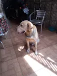 Astro